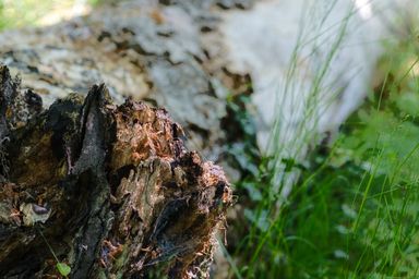 Closeup of fallen treetrunk